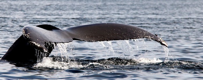 Baleines en Minganie