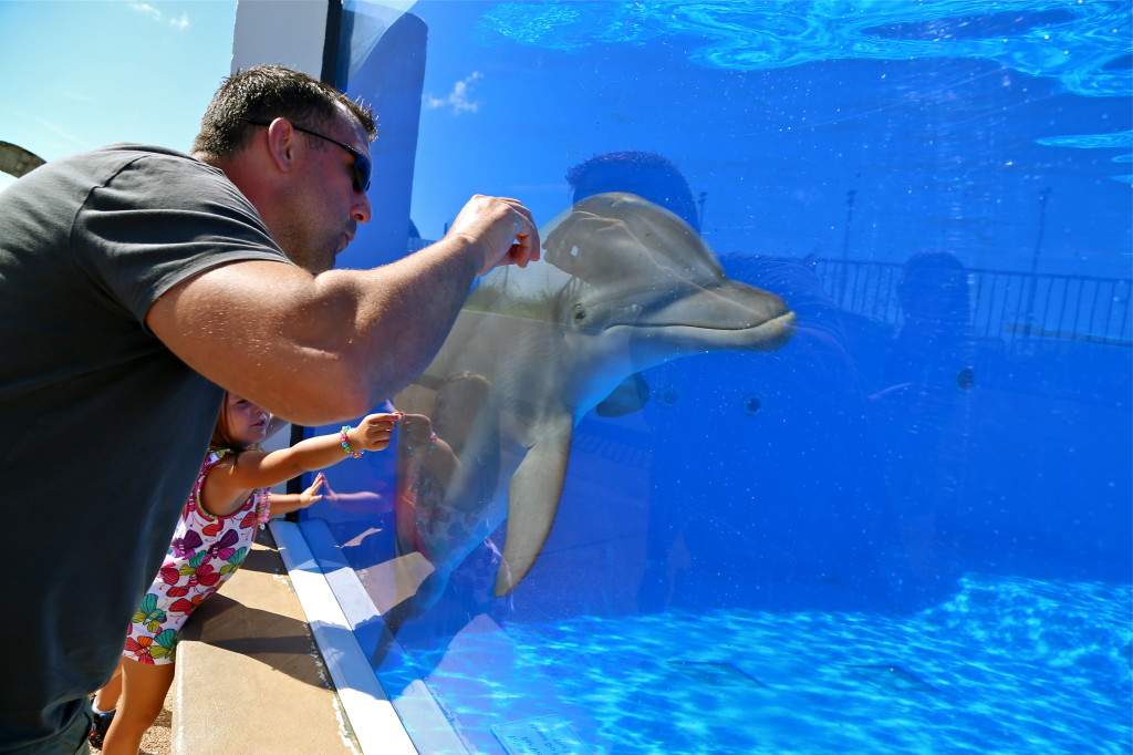 video rencontre dauphin marineland