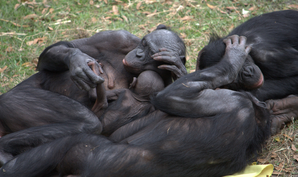 Bonobo group hugDR Wikipedia