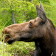 Le parc de la Gaspésie : Orignal 1 – Delphine 0