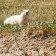 Les seuls chiens de prairie blancs au monde