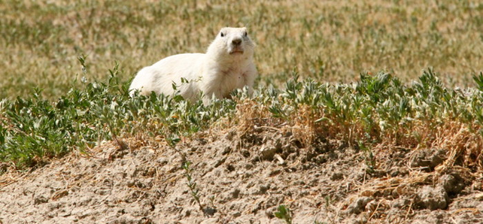 Les seuls chiens de prairie blancs au monde