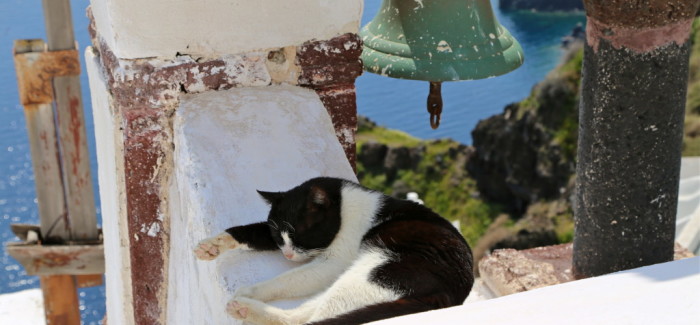 Les chats, des dieux grecs sur l’île de Santorin